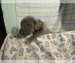 Small Photo #15 Weimaraner Puppy For Sale in LAS ANIMAS, CO, USA