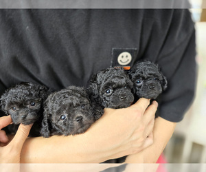 Poodle (Toy) Puppy for Sale in Seoul, Seoul Korea, South