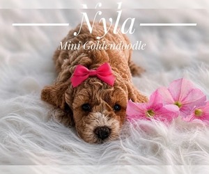 Goldendoodle (Miniature) Puppy for Sale in LANSING, Illinois USA