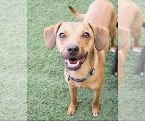 Beagle-Chihuahua Mix Dogs for adoption in phoenix, AZ, USA