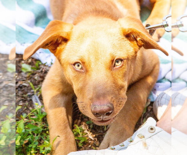 Medium Photo #13 German Shepherd Dog-Unknown Mix Puppy For Sale in Canton, CT, USA