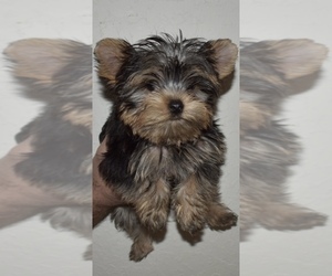 Yorkshire Terrier Puppy for sale in S COFFEYVILLE, OK, USA