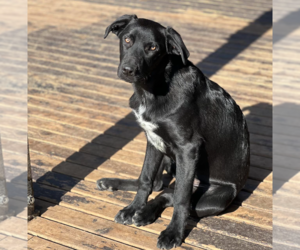 German Shepherd Dog-Great Dane Mix Dogs for adoption in Redmond, WA, USA