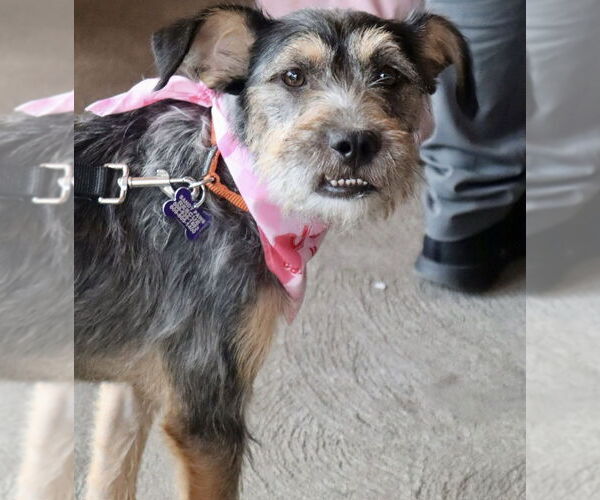 Medium Photo #8 Border Terrier-Unknown Mix Puppy For Sale in Oak Bluffs, MA, USA