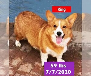 Pembroke Welsh Corgi Dogs for adoption in West Hollywood, CA, USA
