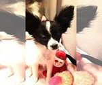 Small #2 Papillon