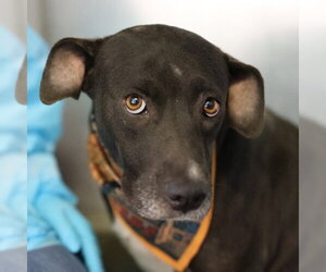 American Staffordshire Terrier-Unknown Mix Dogs for adoption in San Antonio, TX, USA