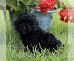 Small #2 Poodle (Miniature)