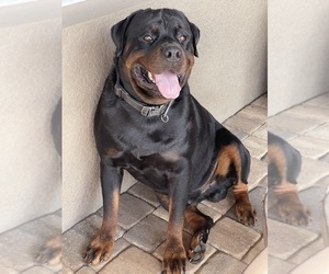 Father of the Rottweiler puppies born on 05/17/2023