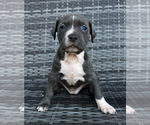 Puppy Reba American Bully