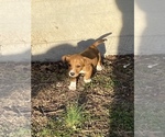 Small Photo #14 Basset Hound-Mountain Cur Mix Puppy For Sale in HARTSHORN, MO, USA