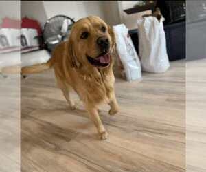 Father of the Golden Retriever puppies born on 09/20/2025