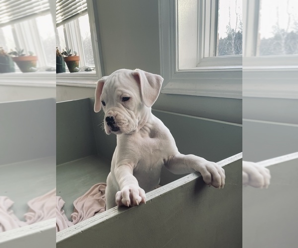 Medium Photo #4 Boxer Puppy For Sale in LOCUST DALE, VA, USA