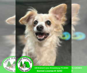 Chiranian Dogs for adoption in Stroudsburg, PA, USA