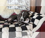 Small #1 American Pit Bull Terrier Mix