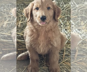 Goldendoodle Puppy for sale in FORT PLAIN, NY, USA