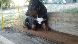 Dachshund Puppy for sale in EUGENE, OR, USA