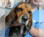 Small #6 Beagle