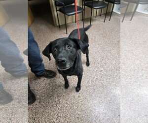 Eddy - Male Labrador Retriever-Retriever  Mix Dog for Adoption - Photo #3