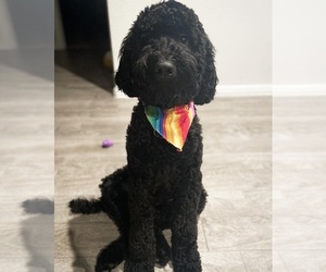 Goldendoodle-Unknown Mix Puppy for sale in FORT WORTH, TX, USA
