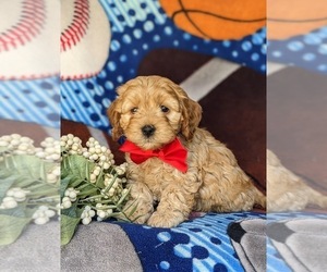 Cock-A-Poo Puppy for sale in NOTTINGHAM, PA, USA