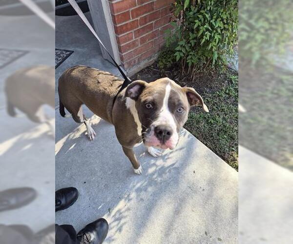 Medium Photo #1 Mutt Puppy For Sale in Houston, TX, USA