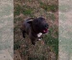 Small #12 American Pit Bull Terrier Mix