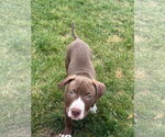 Small #5 Mutt
