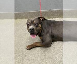 Mastiff-Unknown Mix Dogs for adoption in Las Vegas, NV, USA