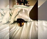 Small #1 Miniature Pinscher Mix