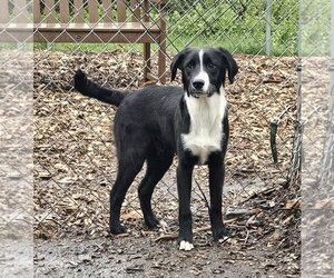 Ricky - Male Labrador Retriever Dog for Adoption - Photo #12