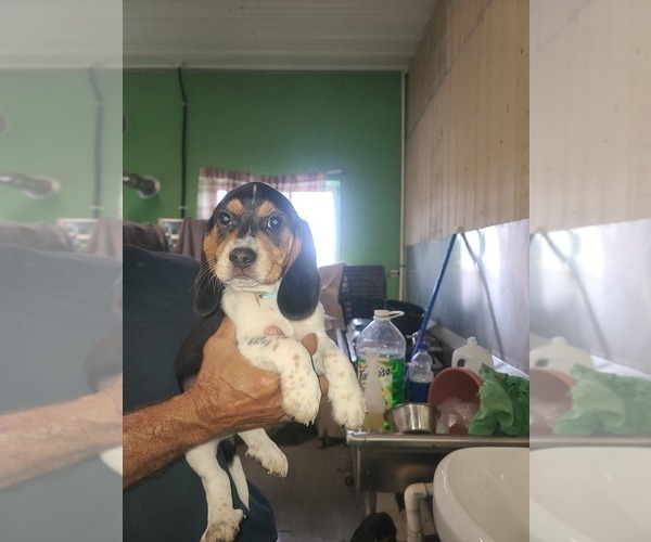 Medium Photo #8 Beagle Puppy For Sale in MONROEVILLE, NJ, USA