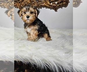 Yorkshire Terrier Puppy for sale in INDIANAPOLIS, IN, USA