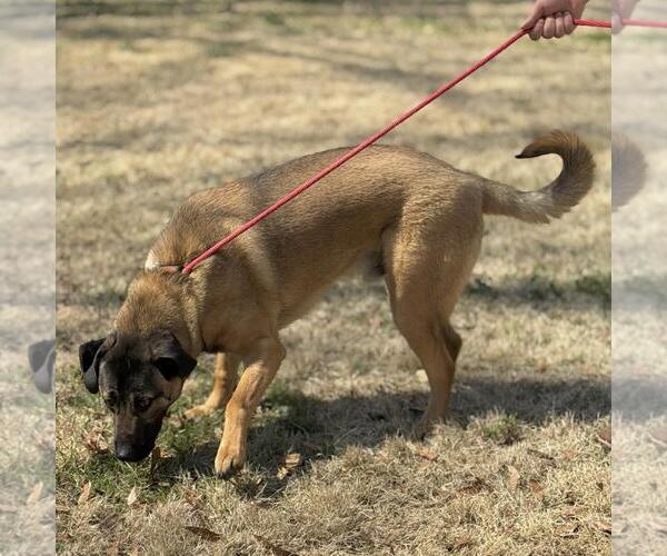 Medium Photo #4 Mutt Puppy For Sale in Yardley, PA, USA