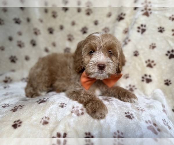 Medium Photo #1 Cockapoo (Miniature) Puppy For Sale in LAKELAND, FL, USA