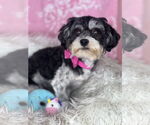 Small #2 Shih Tzu