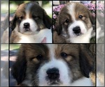 Small Photo #1 Great Bernese Puppy For Sale in OVERLAND, KS, USA