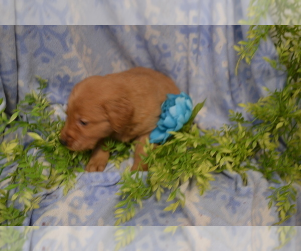Medium Photo #4 Golden Retriever Puppy For Sale in GREENWOOD, WI, USA