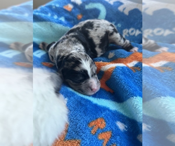 Medium Photo #24 Aussiedoodle-Bernedoodle Mix Puppy For Sale in BELTON, SC, USA