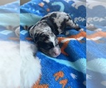 Small Photo #24 Aussiedoodle-Bernedoodle Mix Puppy For Sale in BELTON, SC, USA