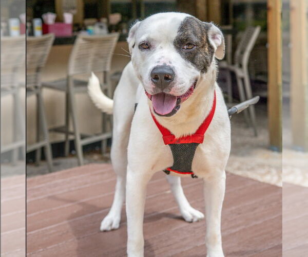 Medium Photo #4 Mutt Puppy For Sale in Hilton Head, SC, USA