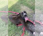Small #1 American Pit Bull Terrier Mix