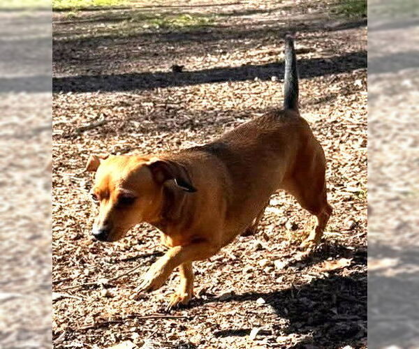 Medium Photo #1 Chiweenie Puppy For Sale in Deepwater, NJ, USA