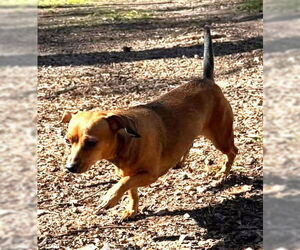 Chiweenie Dogs for adoption in Deepwater, NJ, USA