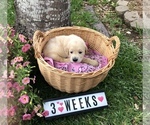 Small Photo #12 Golden Retriever Puppy For Sale in CYPRESS, TX, USA