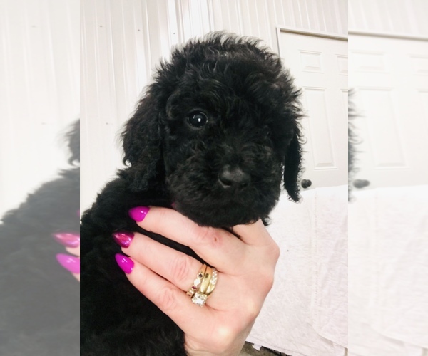 Medium Photo #1 Poodle (Standard) Puppy For Sale in NEWFOLDEN, MN, USA