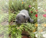 Small #3 Faux Frenchbo Bulldog