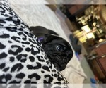 Puppy Cinnamon Pug-Puggle Mix