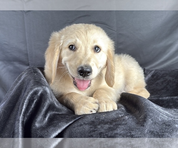 Medium Photo #7 Goldendoodle Puppy For Sale in OCALA, FL, USA