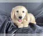 Small #6 Goldendoodle